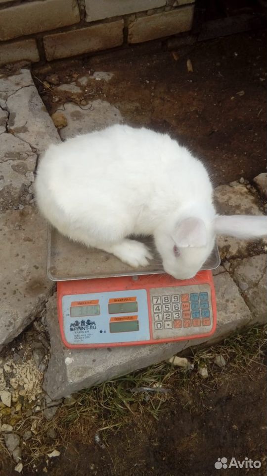 Кролик панон купить на Зозу.ру - фотография № 3