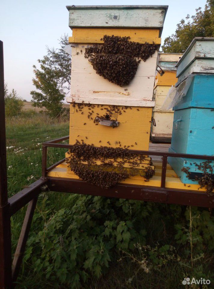 Пчелопакет купить на Зозу.ру - фотография № 2
