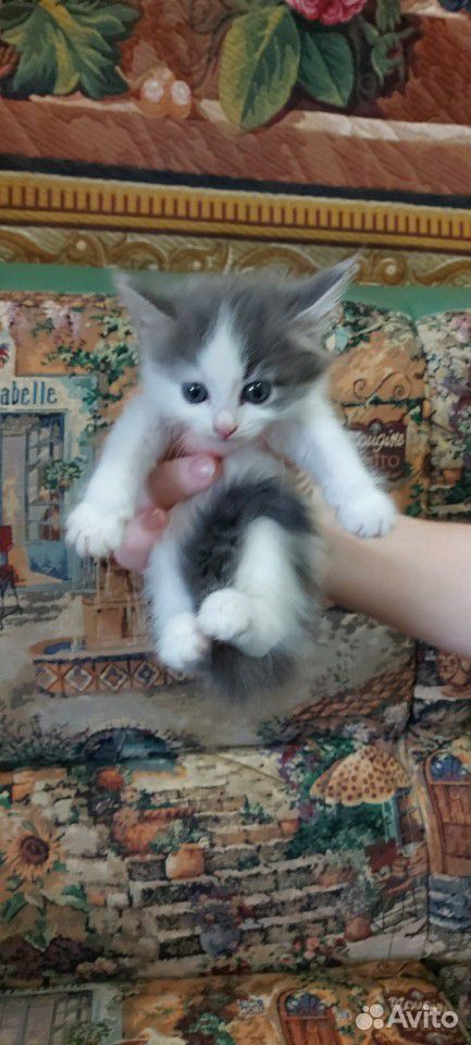 Милые котята в дар купить на Зозу.ру - фотография № 3
