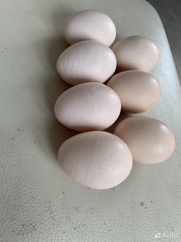 Продаются инкубационные яйца 15 штук купить на Зозу.ру - фотография № 1