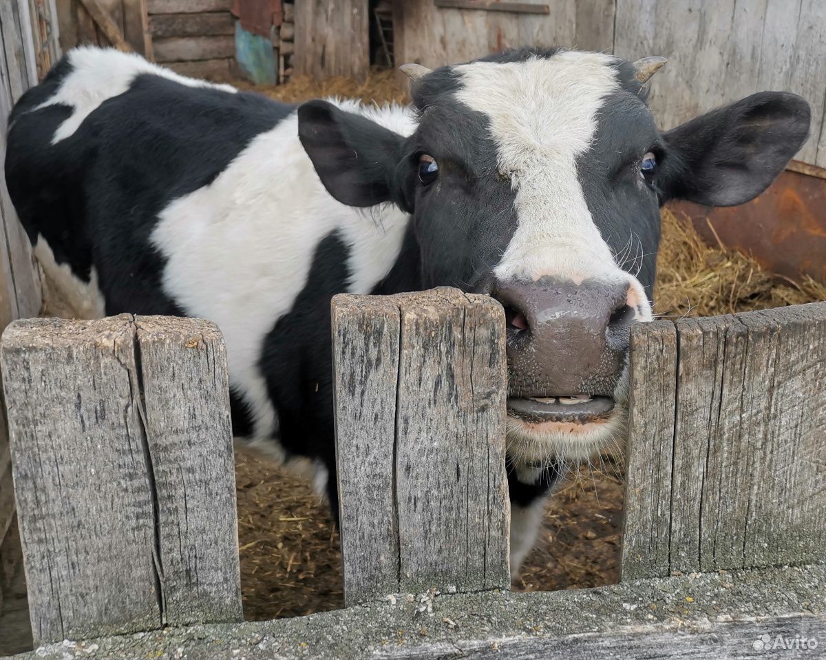 Телята купить в самарской области. Купить корову в Ульяновской области.