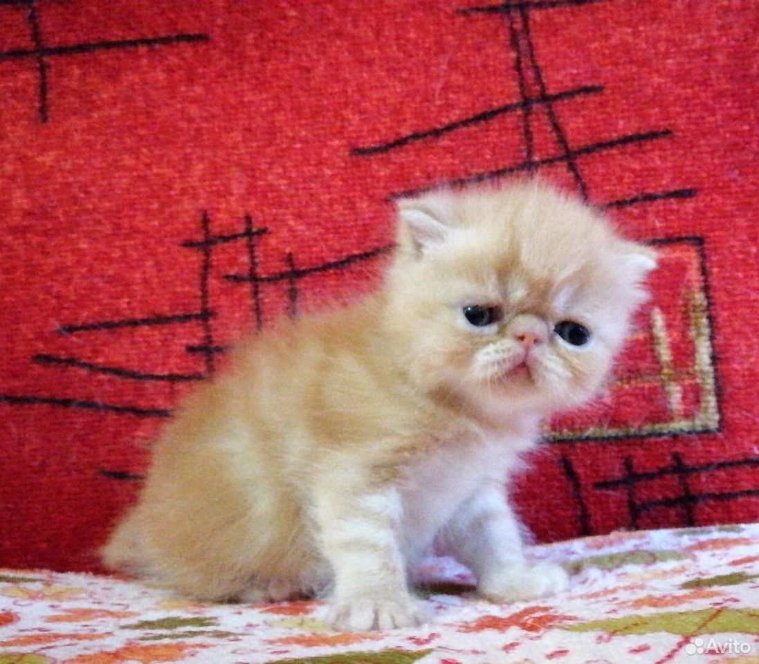 Котёнок Экзотической породы Рыжее солнышко купить на Зозу.ру - фотография № 1