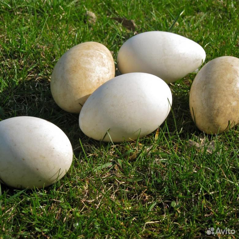 Гусиные яйца инкубационные купить на Зозу.ру - фотография № 1