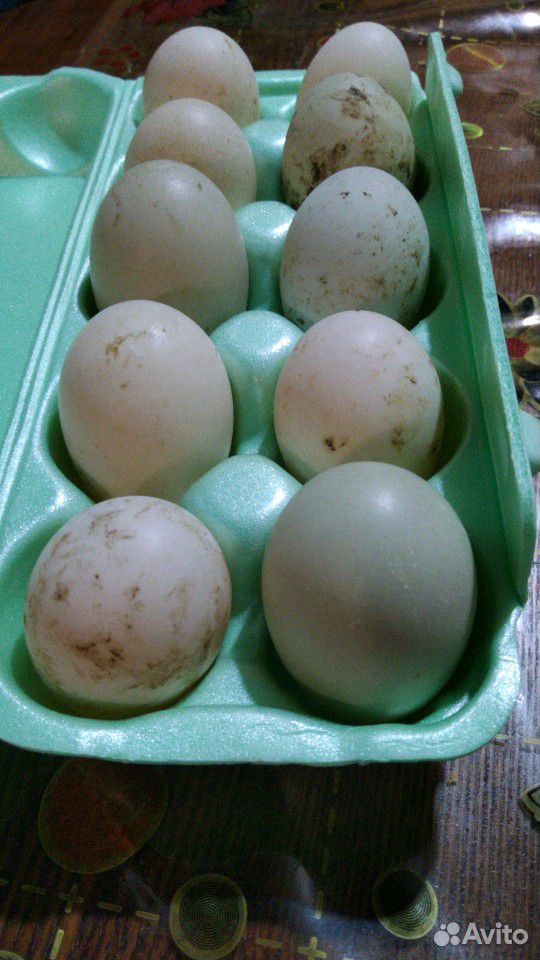 Инкубационное яицо подсадной утки купить на Зозу.ру - фотография № 3