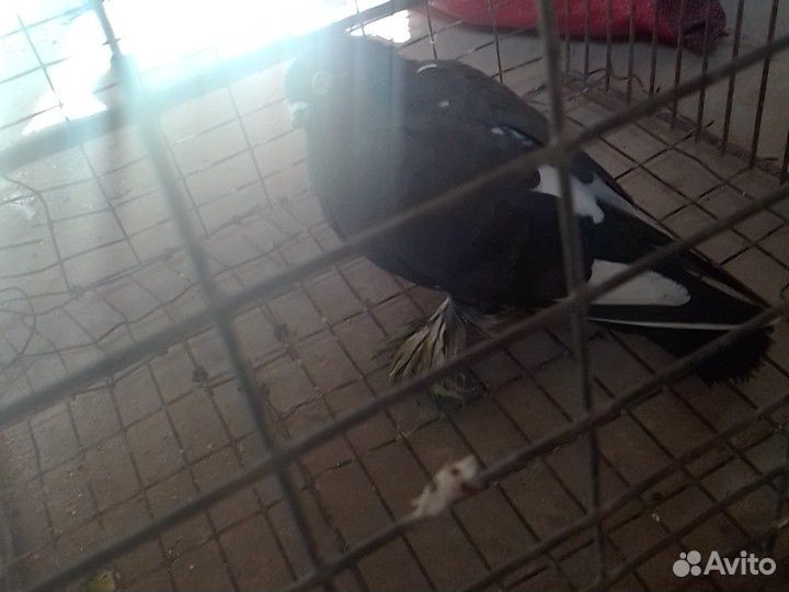 Узбекский голуб купить на Зозу.ру - фотография № 3