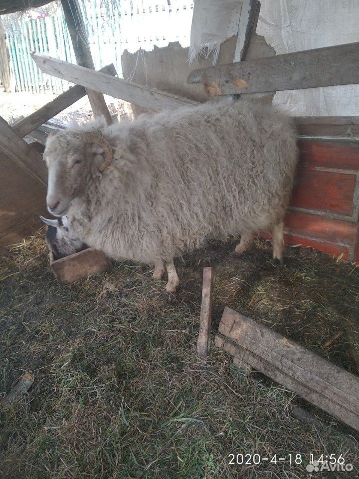 Овца купить на Зозу.ру - фотография № 3