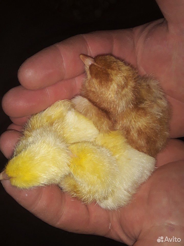 Цыплята породы радонит купить на Зозу.ру - фотография № 4