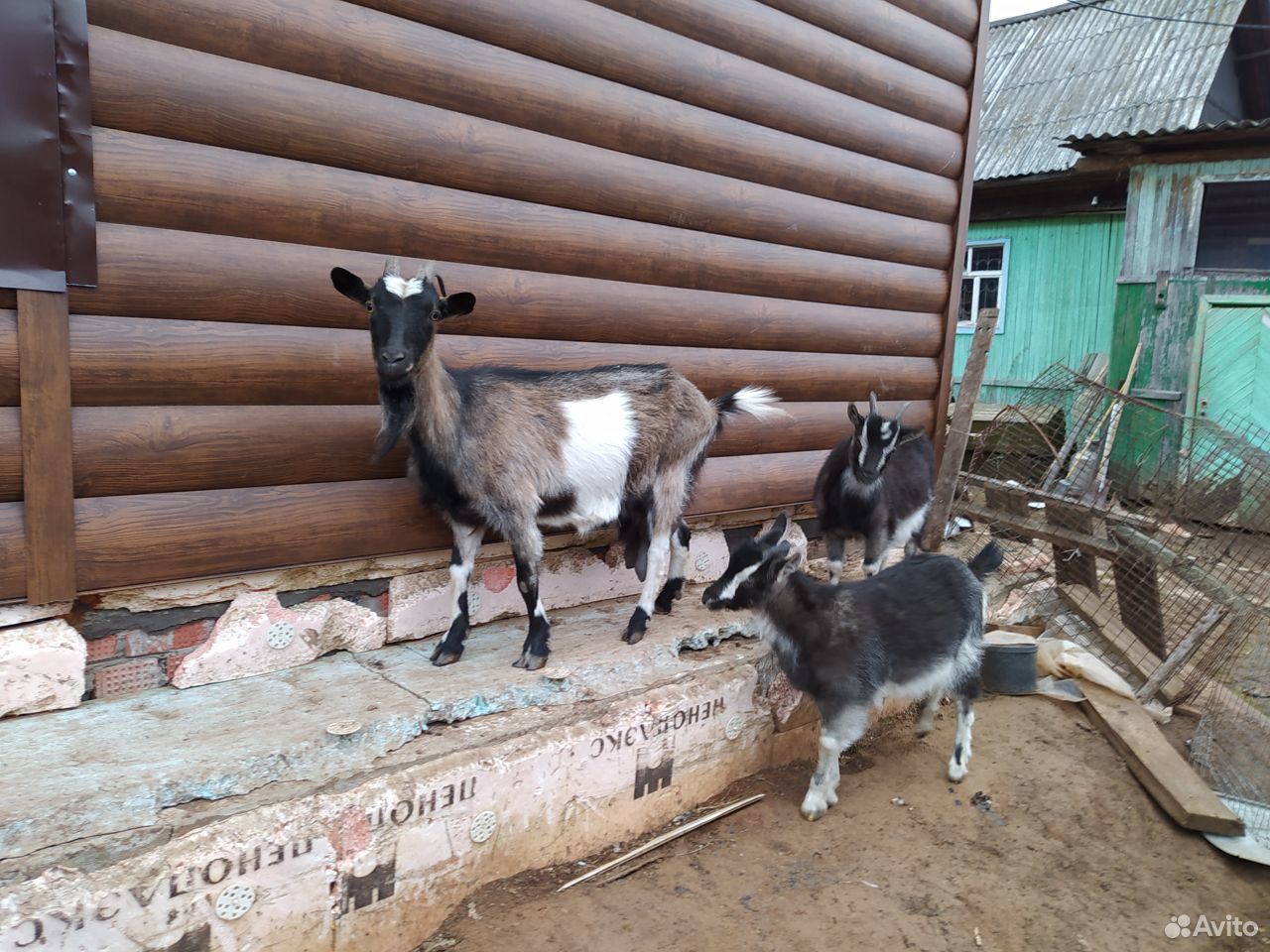 Молодые козы купить на Зозу.ру - фотография № 3