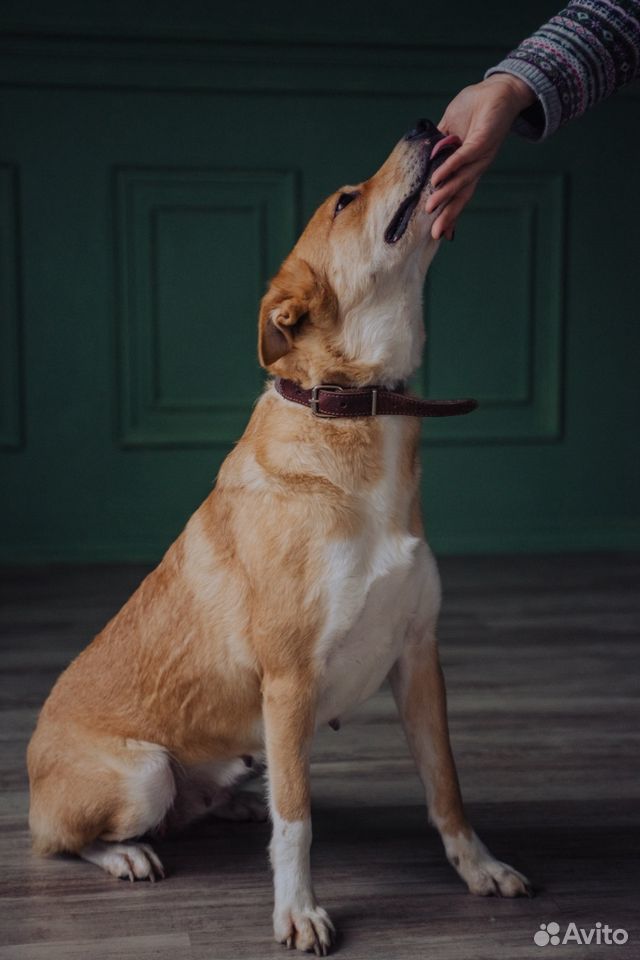 Собачка дзен ищет дом, возьми собаку из приюта купить на Зозу.ру - фотография № 6