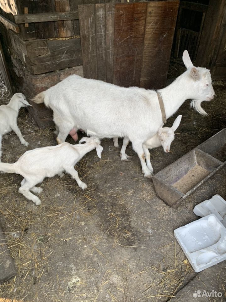 Козлята от молочной козы купить на Зозу.ру - фотография № 3