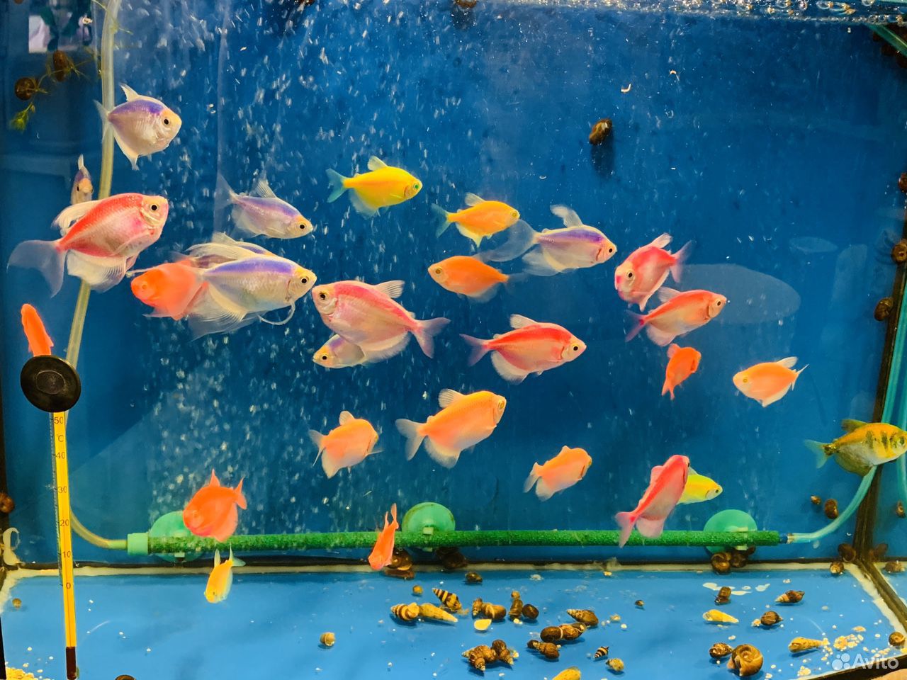 Тернеция рыбка аквариумная купить на Зозу.ру - фотография № 4