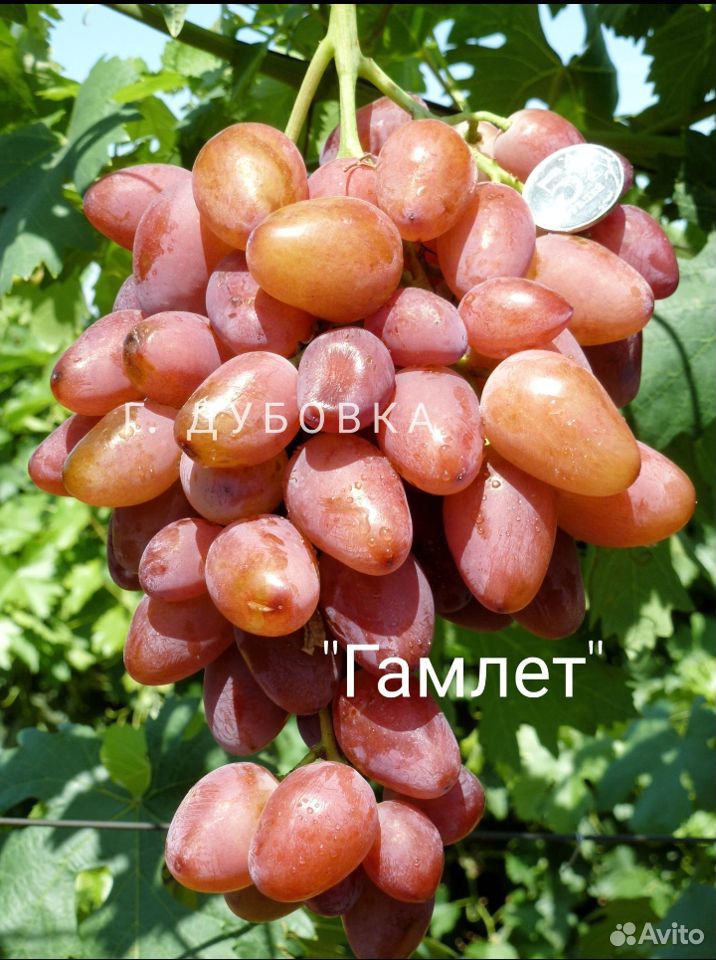 Саженцы винограда купить на Зозу.ру - фотография № 2