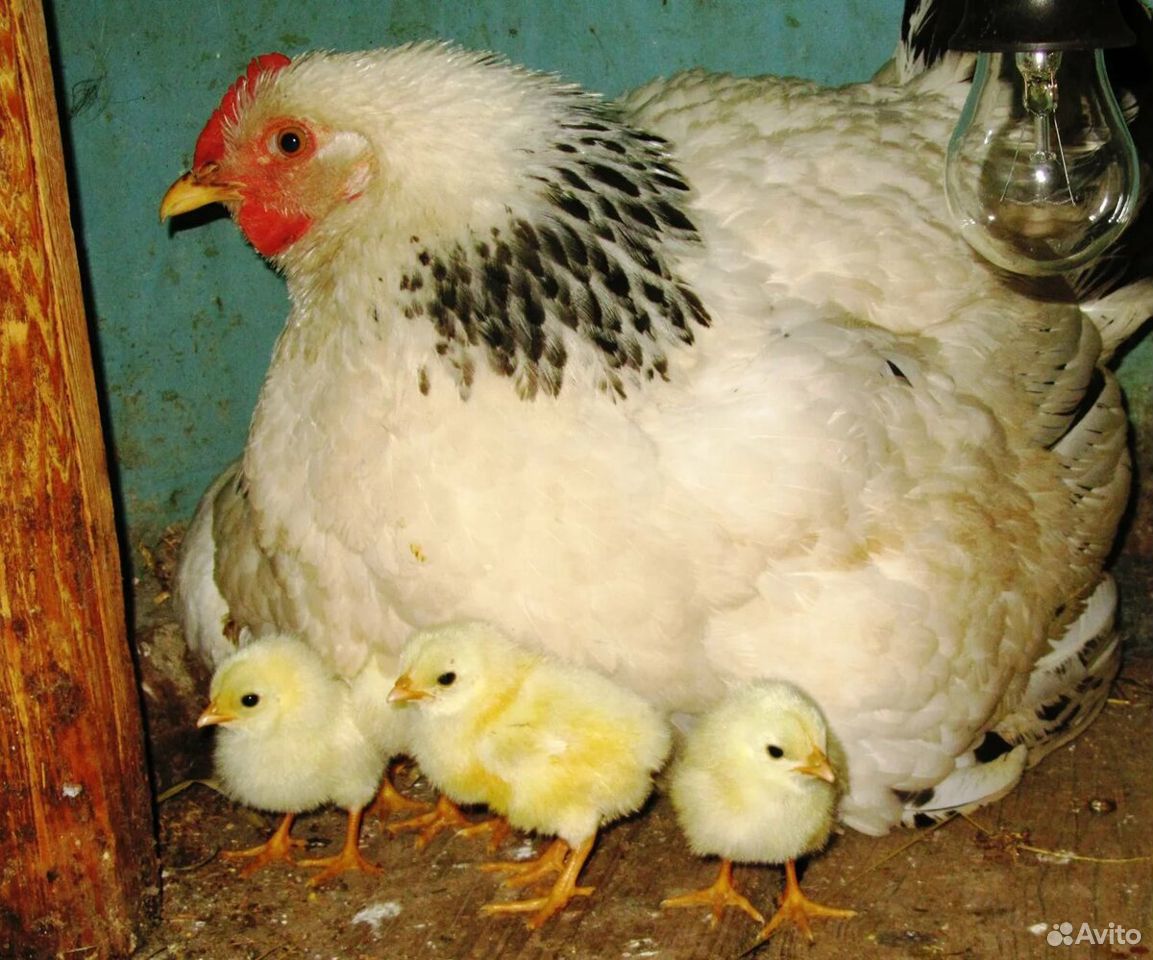 Наседка с цыплятами купить на Зозу.ру - фотография № 1
