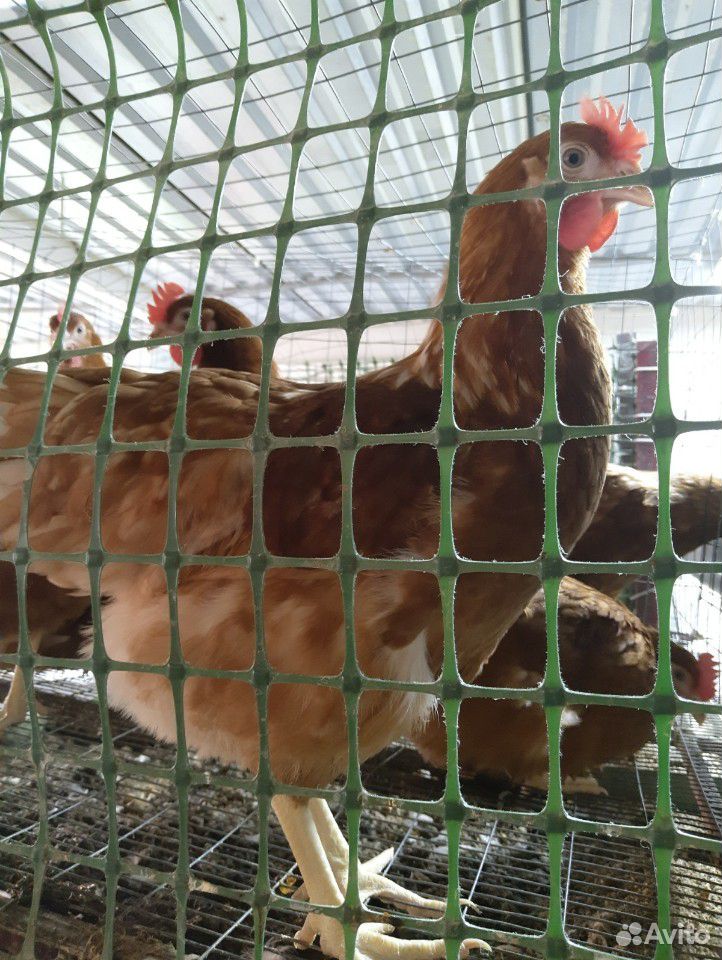 Цыплята, утята, куры, гуси купить на Зозу.ру - фотография № 6