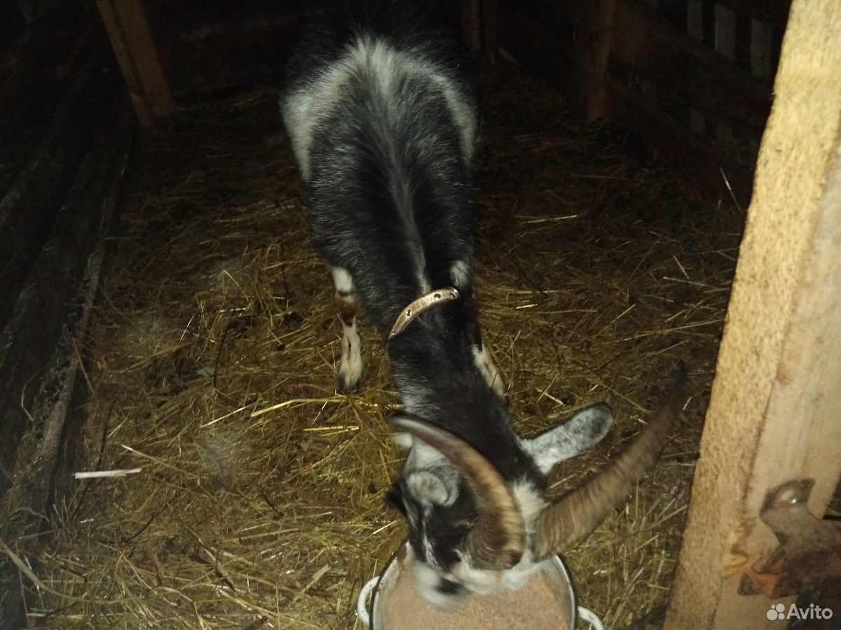 Продаются дойные козы и молодняк возраст 5 месяцев купить на Зозу.ру - фотография № 1