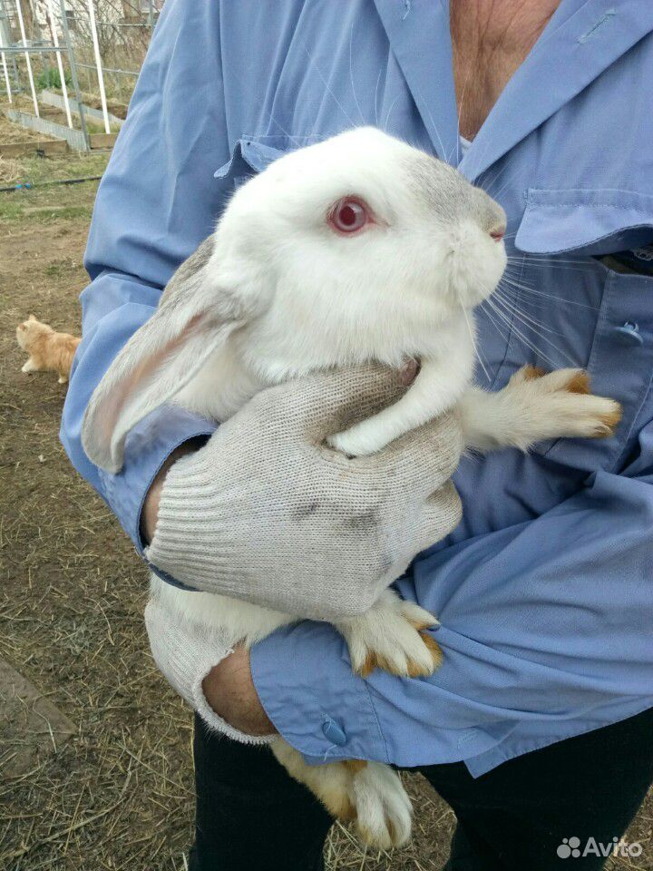 Кролик великан серый, белый, калифорнийцы купить на Зозу.ру - фотография № 1