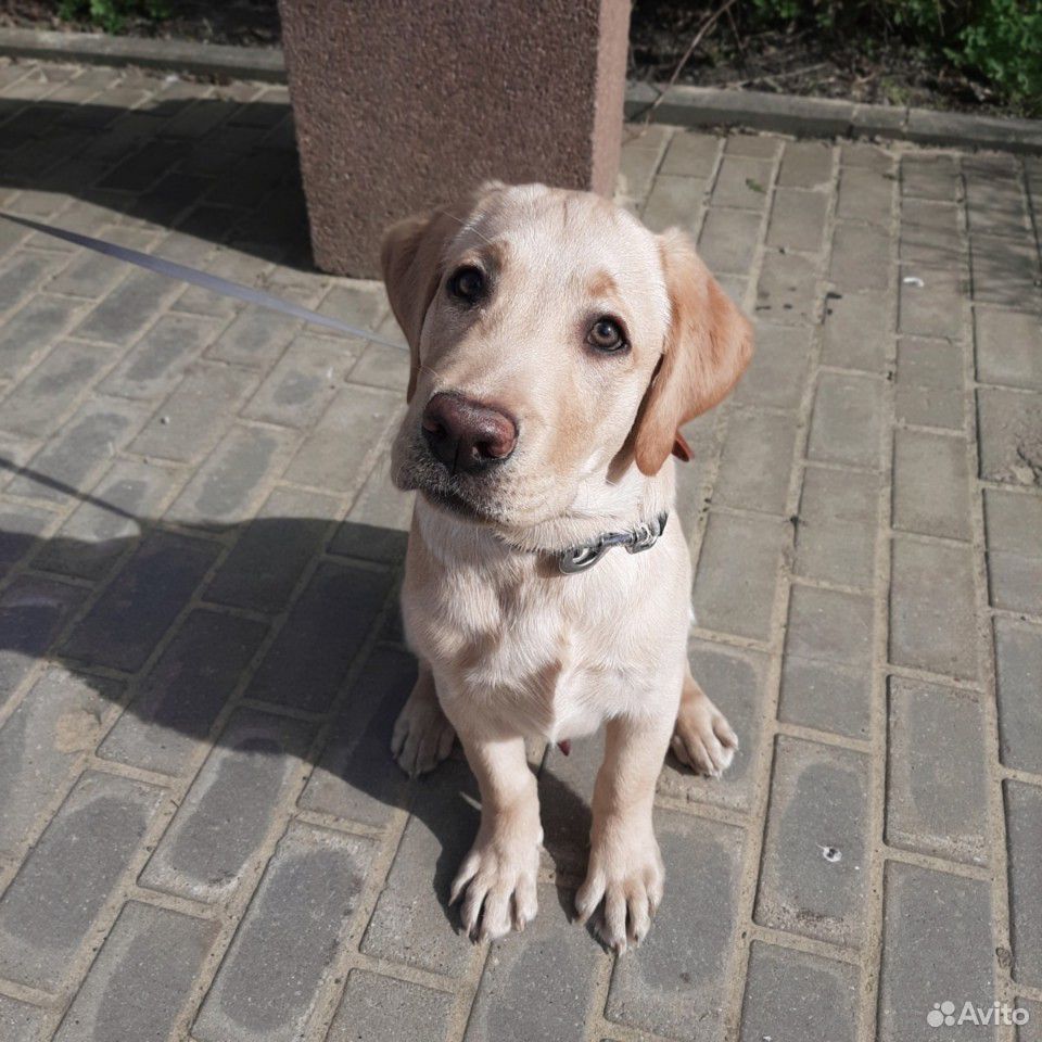Лабрадор щенок купить на Зозу.ру - фотография № 2