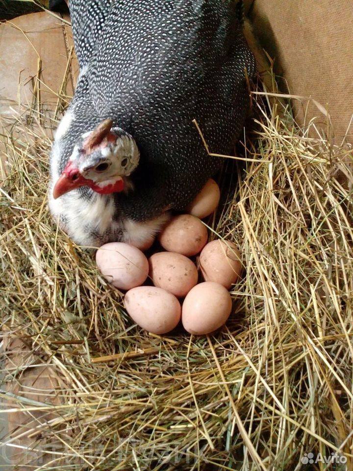 Цесариное яйцо купить на Зозу.ру - фотография № 1