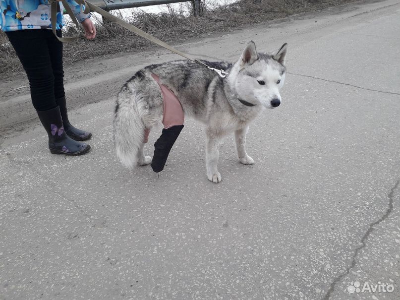 Собака с паспортом купить на Зозу.ру - фотография № 3