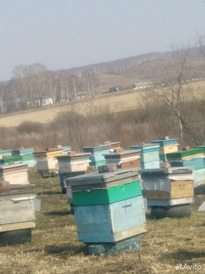 Пчелы Карпатка купить на Зозу.ру - фотография № 1