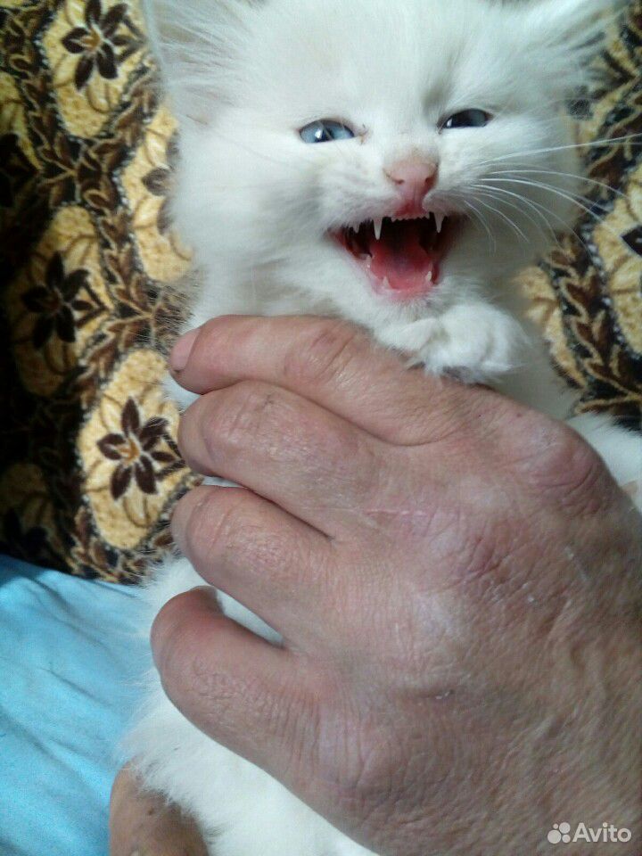 Котик белый, с голубыми глазками. Очень красивый купить на Зозу.ру - фотография № 3