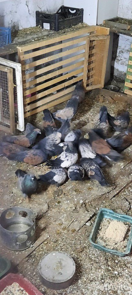 Продам кировоградских голубей купить на Зозу.ру - фотография № 9