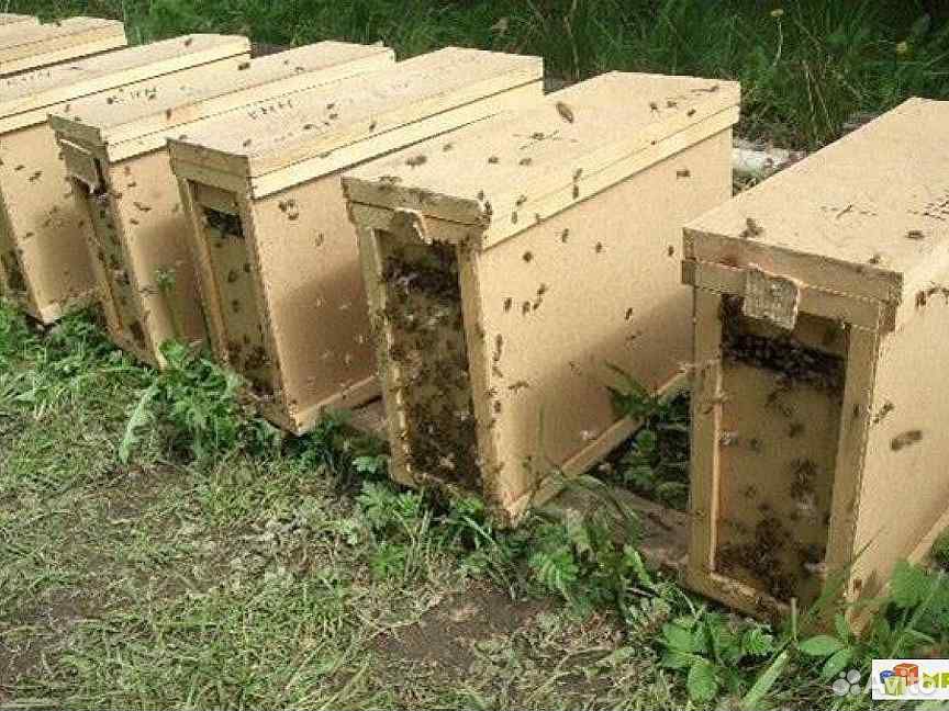 Пчелопакеты карника 4200 купить на Зозу.ру - фотография № 1