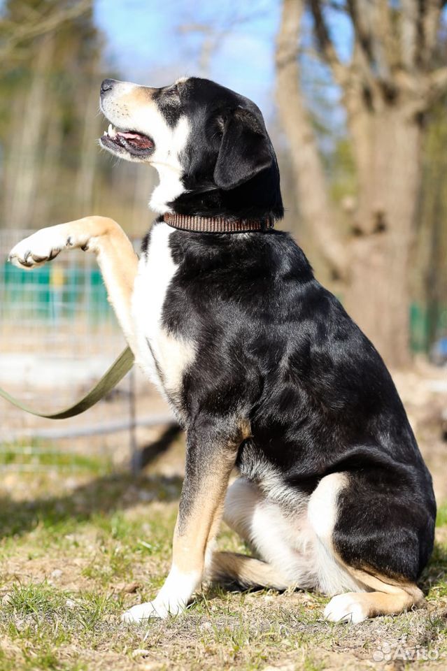 Статная, роскошная и великолепная собака ищет дом купить на Зозу.ру - фотография № 5