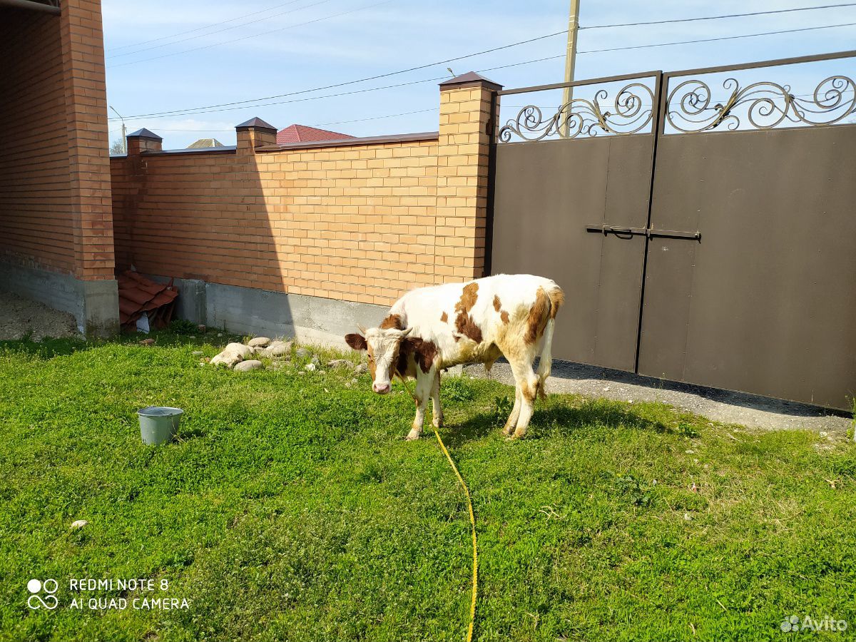 Бычок, тёлка, корова купить на Зозу.ру - фотография № 9