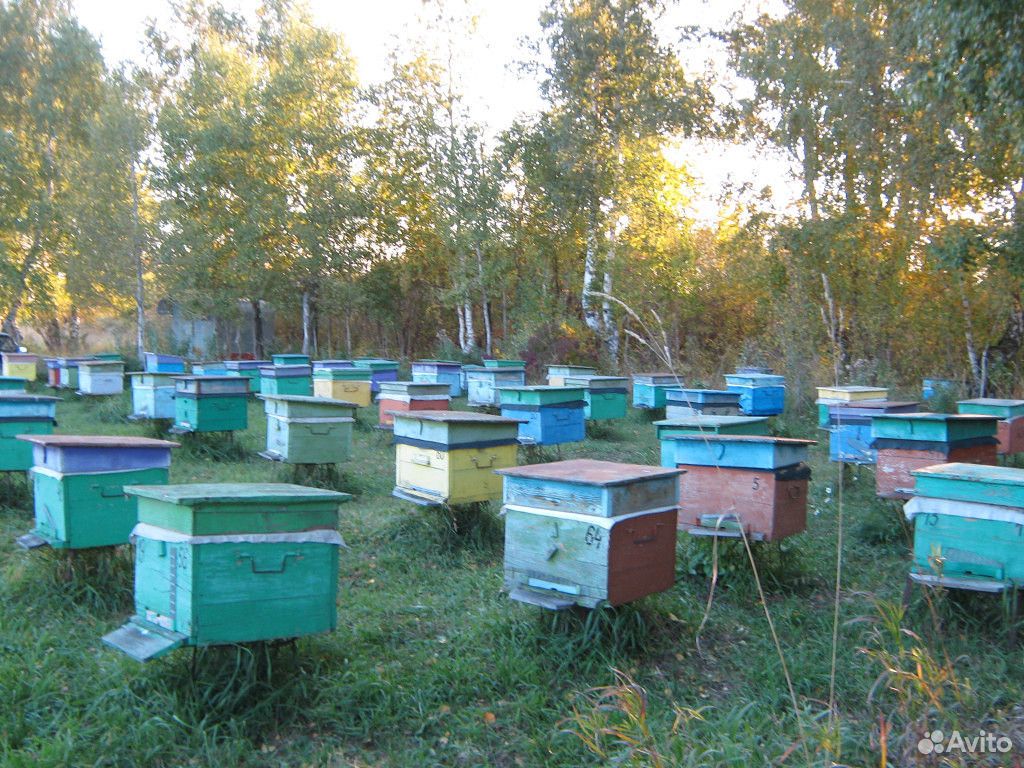 Продам пчел на высадку купить на Зозу.ру - фотография № 1