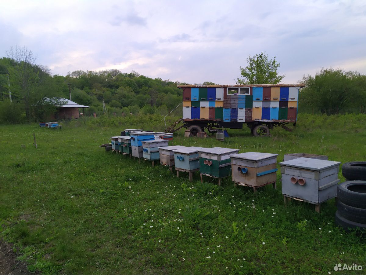 Продаются пчелы с прицепом и без купить на Зозу.ру - фотография № 2