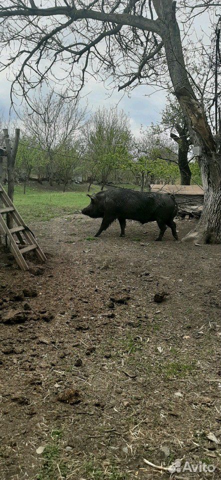 Хряк и свинки купить на Зозу.ру - фотография № 6