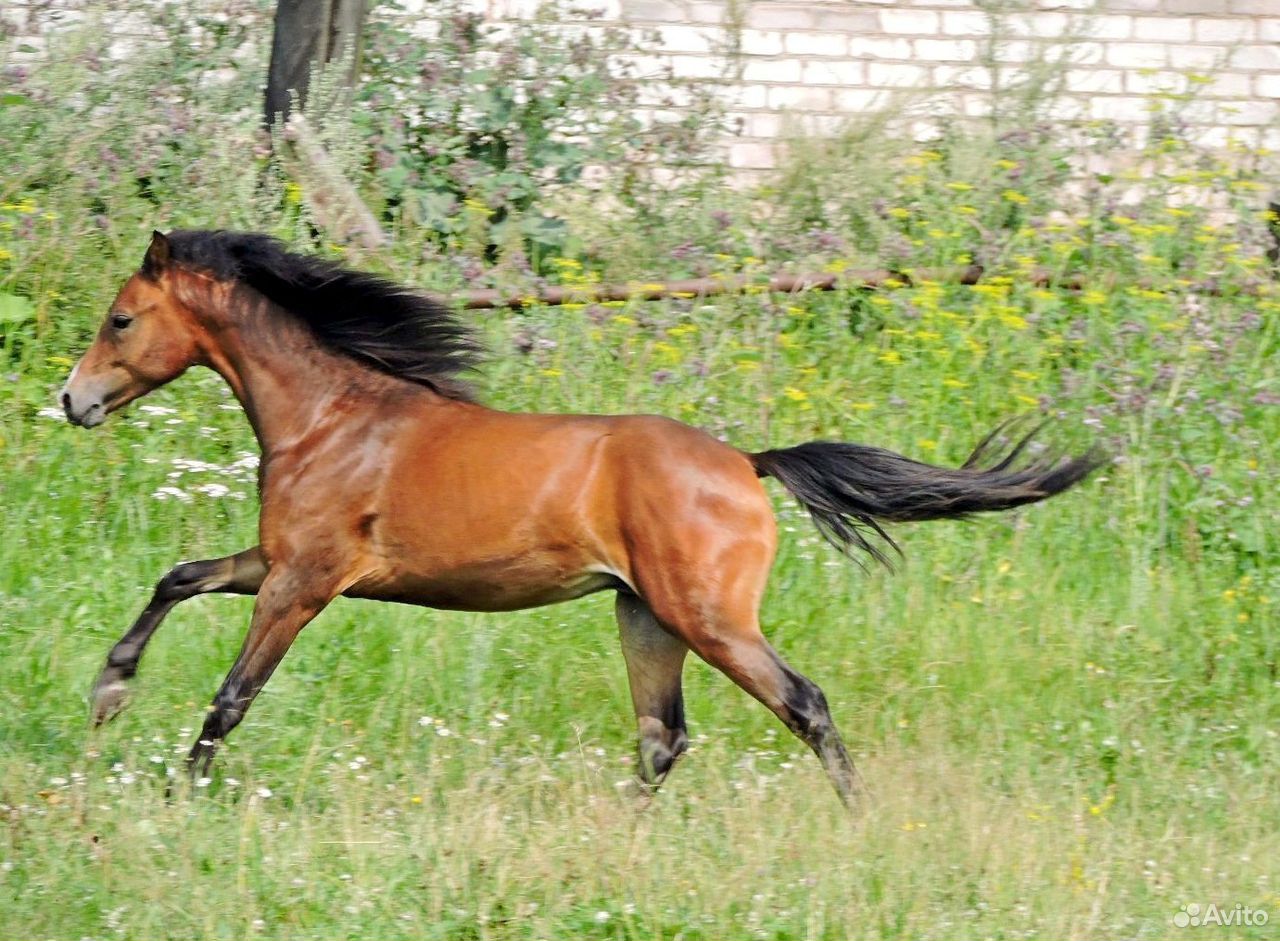 Уэльский пони секции В купить на Зозу.ру - фотография № 1