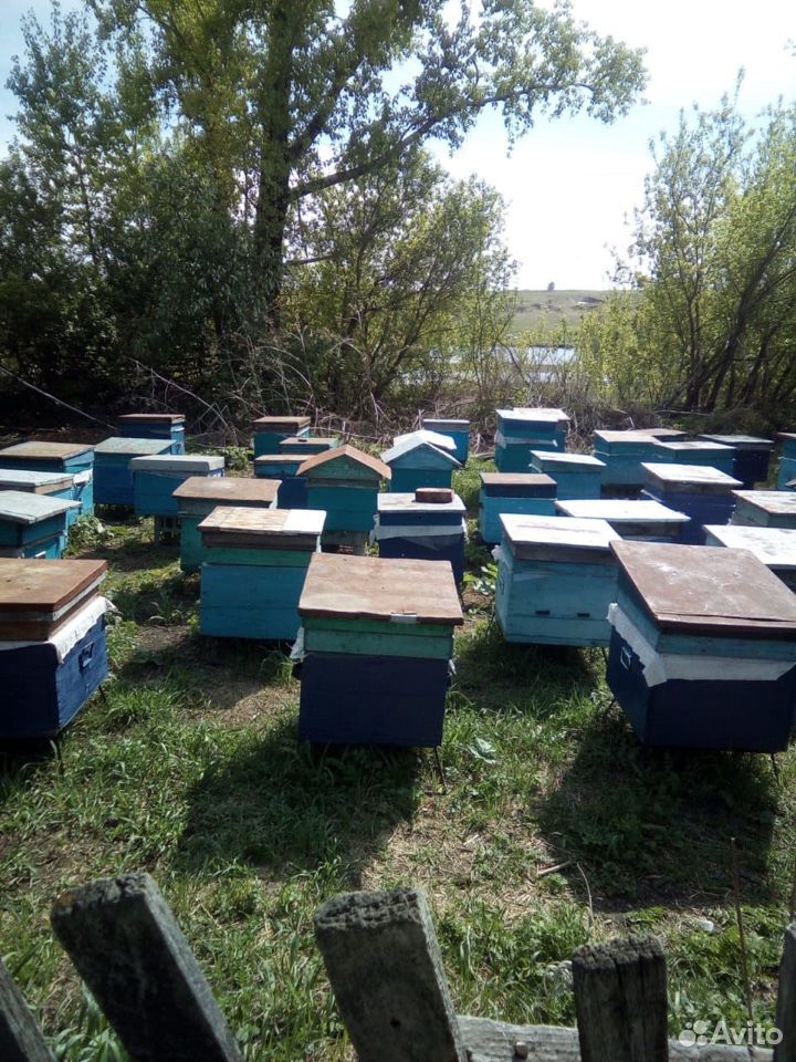 Пасека, дом и пчёлы купить на Зозу.ру - фотография № 1
