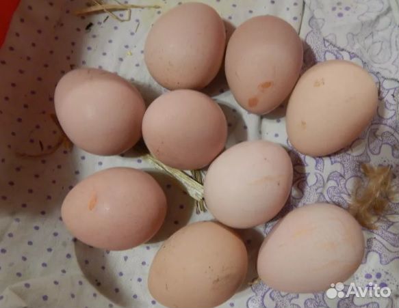 Инкубационное яйцо курицы Барбезье и цесарки купить на Зозу.ру - фотография № 2