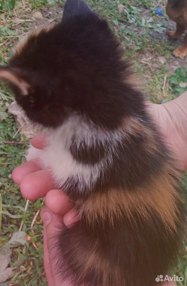 Милые трехцветные котята в добрые руки купить на Зозу.ру - фотография № 6