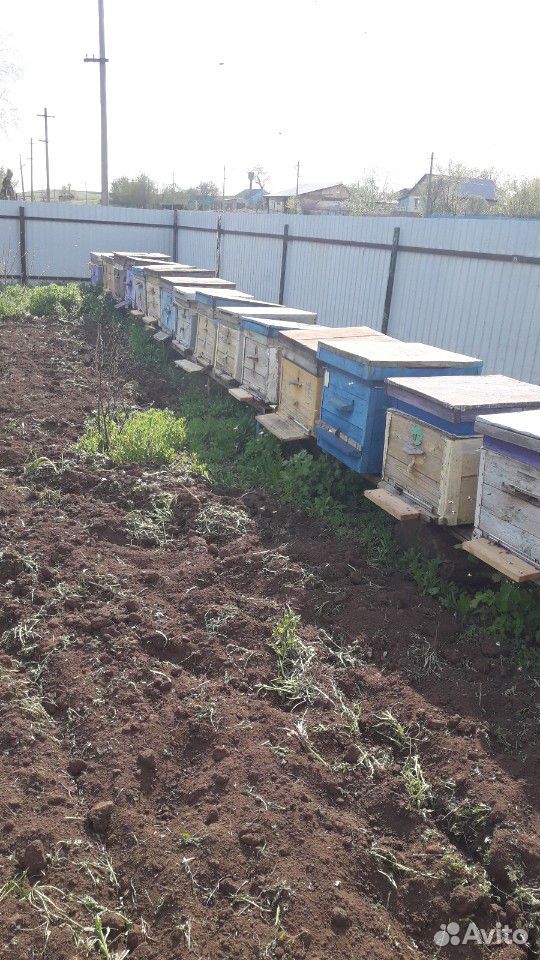 Перезимовавшие пчёлы купить на Зозу.ру - фотография № 2