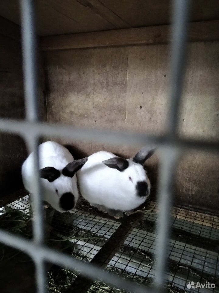 Калифорнийские кролики купить на Зозу.ру - фотография № 4