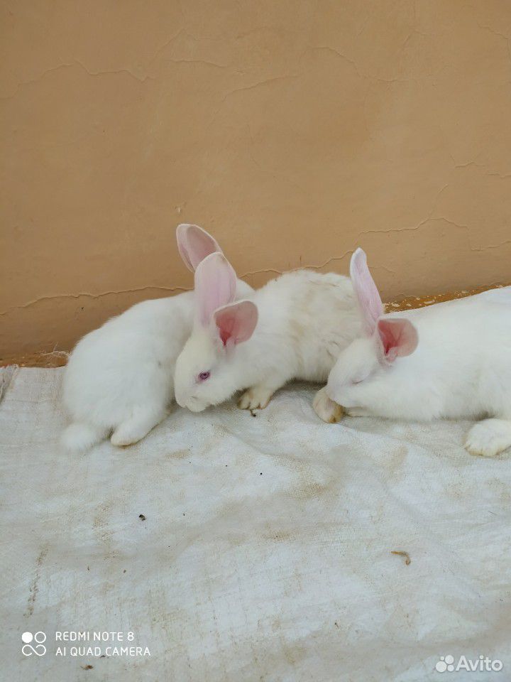 Продаются кролики купить на Зозу.ру - фотография № 7