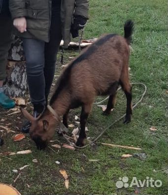 Козёл и дойная коза купить на Зозу.ру - фотография № 3