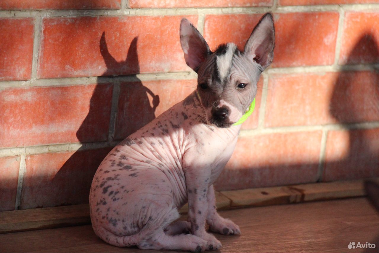 Ксолоицкуинтли, мексиканская голая собака. Мини купить на Зозу.ру - фотография № 4