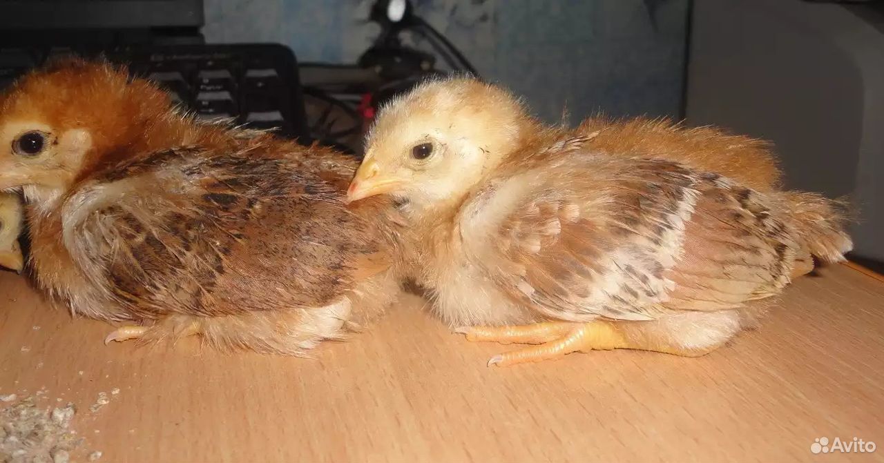 Цыплята редбро фото. Цыплята Редбро выращивание в домашних условиях. Редбро цыплята 11 дней поносят. Редбро в месяц фото.