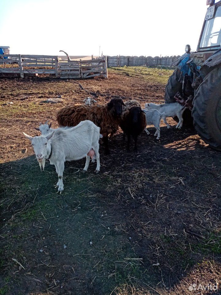 Баран, овцы козы купить на Зозу.ру - фотография № 3