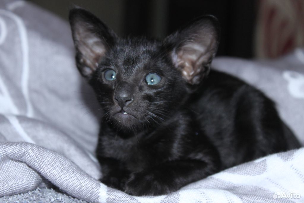 Мини-пантера черный ориентальный котенок купить на Зозу.ру - фотография № 3