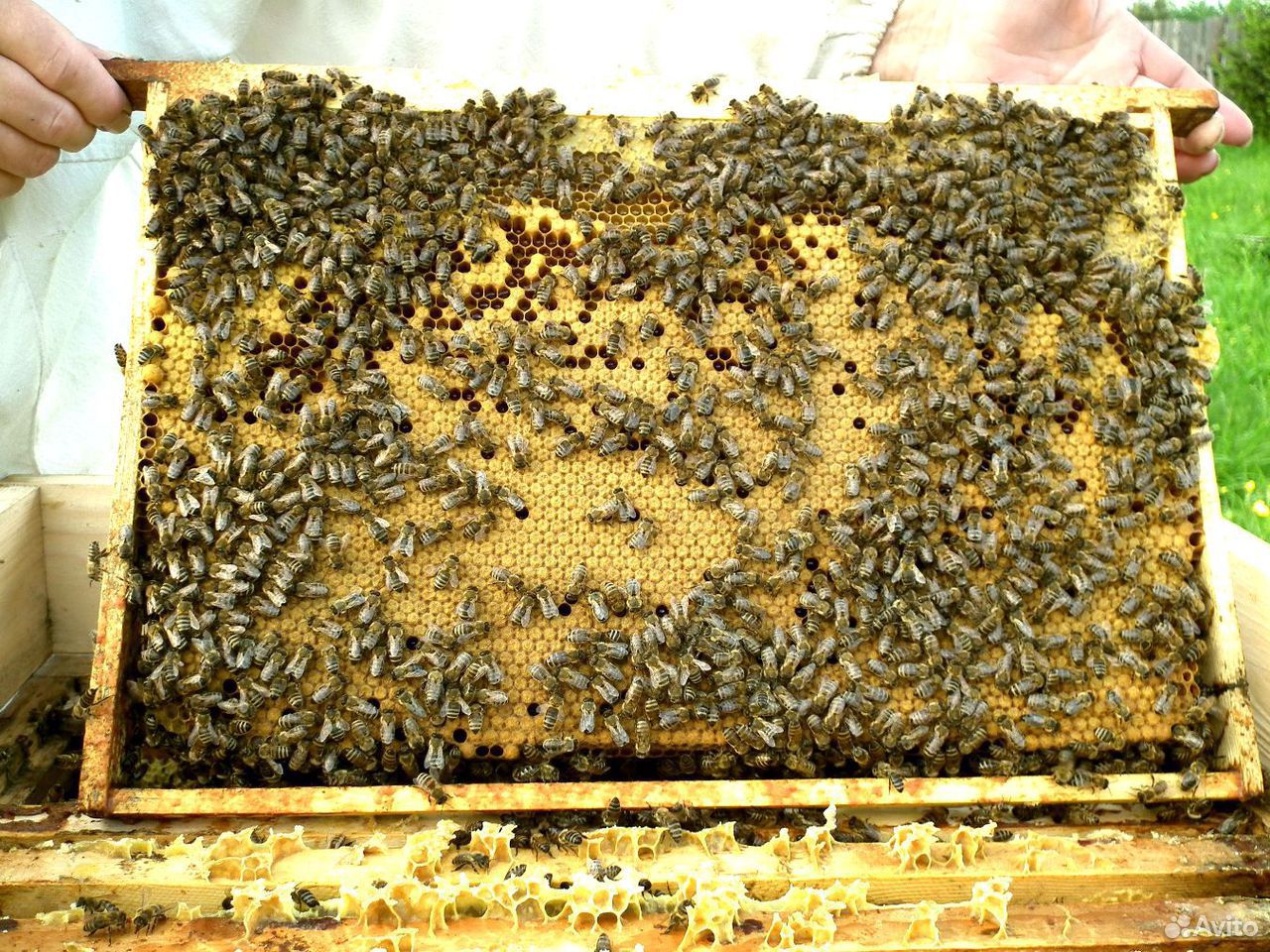 Пчелы на высадку. Расплод пчел Карпатка. Печатный расплод. Пчелопакеты,пчелосемьи Карника. Расплод Карника.