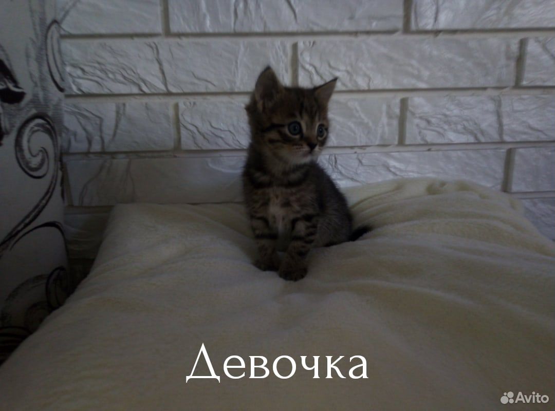 Продам шотландских котят. Котята родились 4 апреля купить на Зозу.ру - фотография № 1