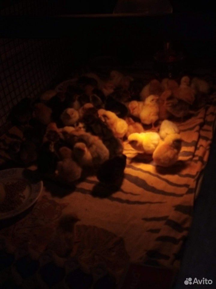Суточные цыплята мясо-яичных пород купить на Зозу.ру - фотография № 2