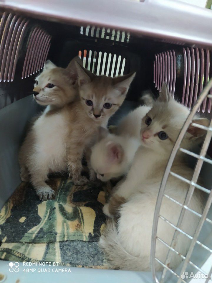Котята тайские купить на Зозу.ру - фотография № 5