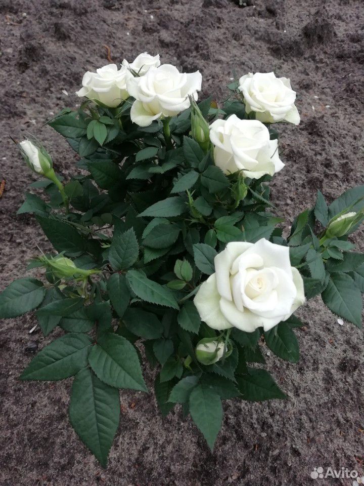 Роза кустовая в ассортименте купить на Зозу.ру - фотография № 2