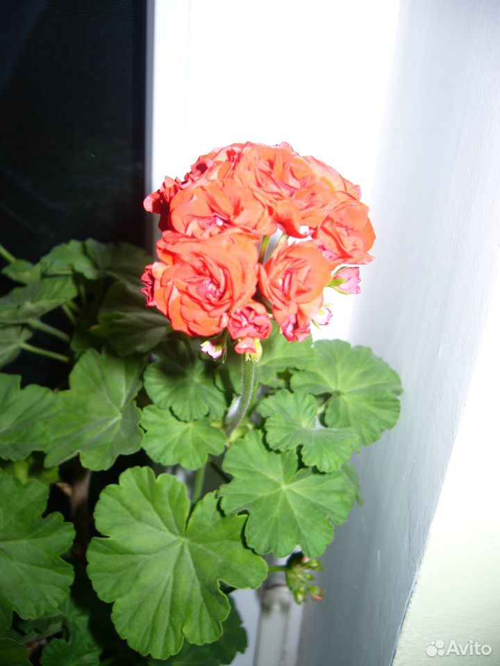 Продам комнатные цветы купить на Зозу.ру - фотография № 1